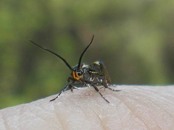 micro